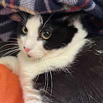 Thumbnail photo of Lucky #4