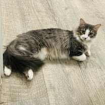 Thumbnail photo of Gretchen #2