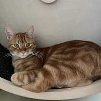Thumbnail photo of Hobi #3