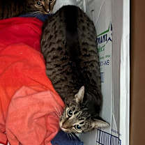 Thumbnail photo of Tamara #3