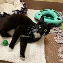 Thumbnail photo of Pumba #1