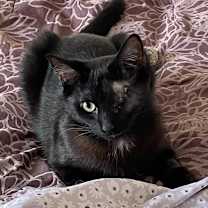 Thumbnail photo of Barney #2