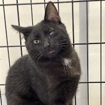 Thumbnail photo of Barney #3