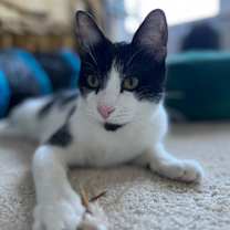 Thumbnail photo of Oreo Cordero #2