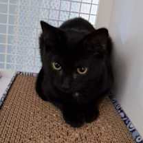 Thumbnail photo of Wasabi Llanos (bonded with Sushi) #2