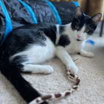 Thumbnail photo of Oreo Cordero #3