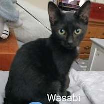 Thumbnail photo of Wasabi Llanos (bonded with Sushi) #3