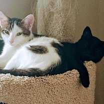 Thumbnail photo of Wasabi Llanos (bonded with Sushi) #4