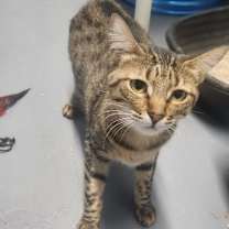 Thumbnail photo of Belladona #1
