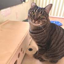 Thumbnail photo of Tobi #1