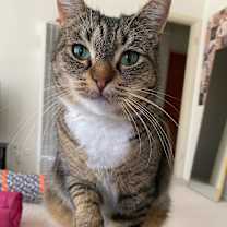 Thumbnail photo of Pumpkie #1