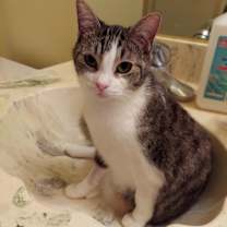 Thumbnail photo of Cleo #1