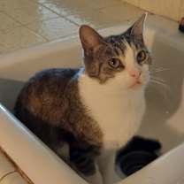 Thumbnail photo of Cleo #2