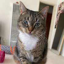 Thumbnail photo of Pumpkie #2