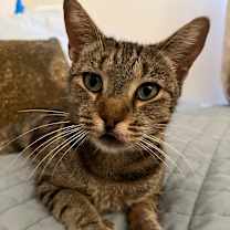 Thumbnail photo of Izumi #1