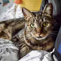 Thumbnail photo of Violet #1