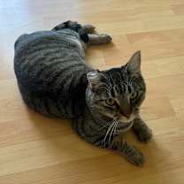 Thumbnail photo of Tobi #3