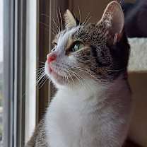 Thumbnail photo of Cleo #3