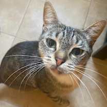 Thumbnail photo of Pumpkie #3