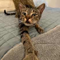 Thumbnail photo of Izumi #2