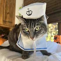 Thumbnail photo of Lamb #1