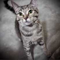 Thumbnail photo of Honk #2