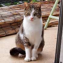 Thumbnail photo of Cleo #4