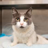 Thumbnail photo of Amelia #1