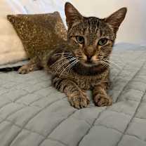 Thumbnail photo of Izumi #3