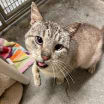 Thumbnail photo of Johnny Cage #2