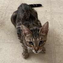 Thumbnail photo of Maxi #4