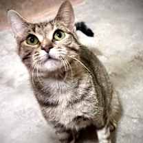 Thumbnail photo of Honk #3