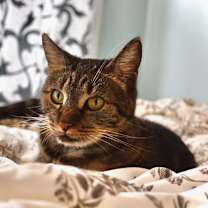 Thumbnail photo of Violet #3