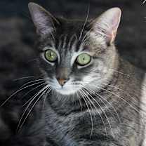 Thumbnail photo of Lamb #4