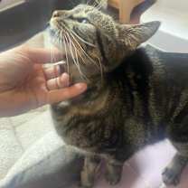 Thumbnail photo of Violet #4