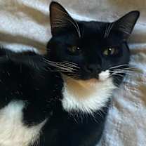 Thumbnail photo of Elvis #4