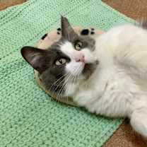 Thumbnail photo of Amelia #4