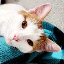 Thumbnail photo of Howard #1