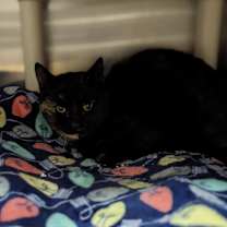 Thumbnail photo of Frita #2