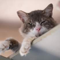 Thumbnail photo of Gumby #3