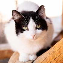 Thumbnail photo of Brownie #1