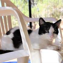Thumbnail photo of Brownie #2
