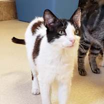 Thumbnail photo of Brownie #3