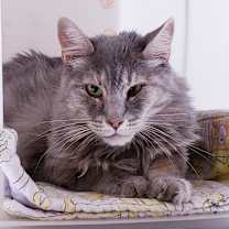 Thumbnail photo of Mellie #4