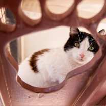 Thumbnail photo of Brownie #4