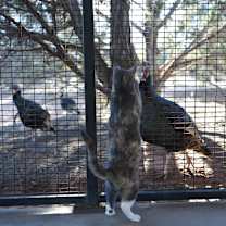 Thumbnail photo of Alafair #2