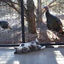 Thumbnail photo of Alafair #3