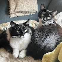 Thumbnail photo of Futon #3