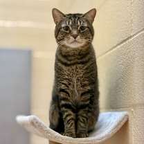 Thumbnail photo of Baby Spinach #1