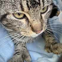 Thumbnail photo of Cane #2